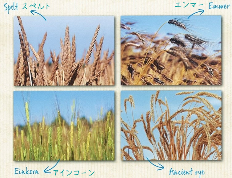 有機小麦カテゴリ画像